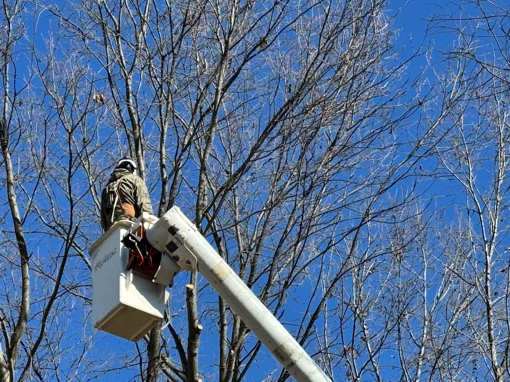 tree removal tree removal