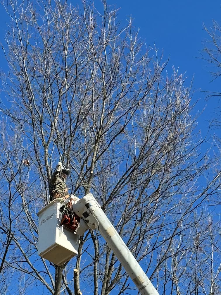 tree removal tree removal