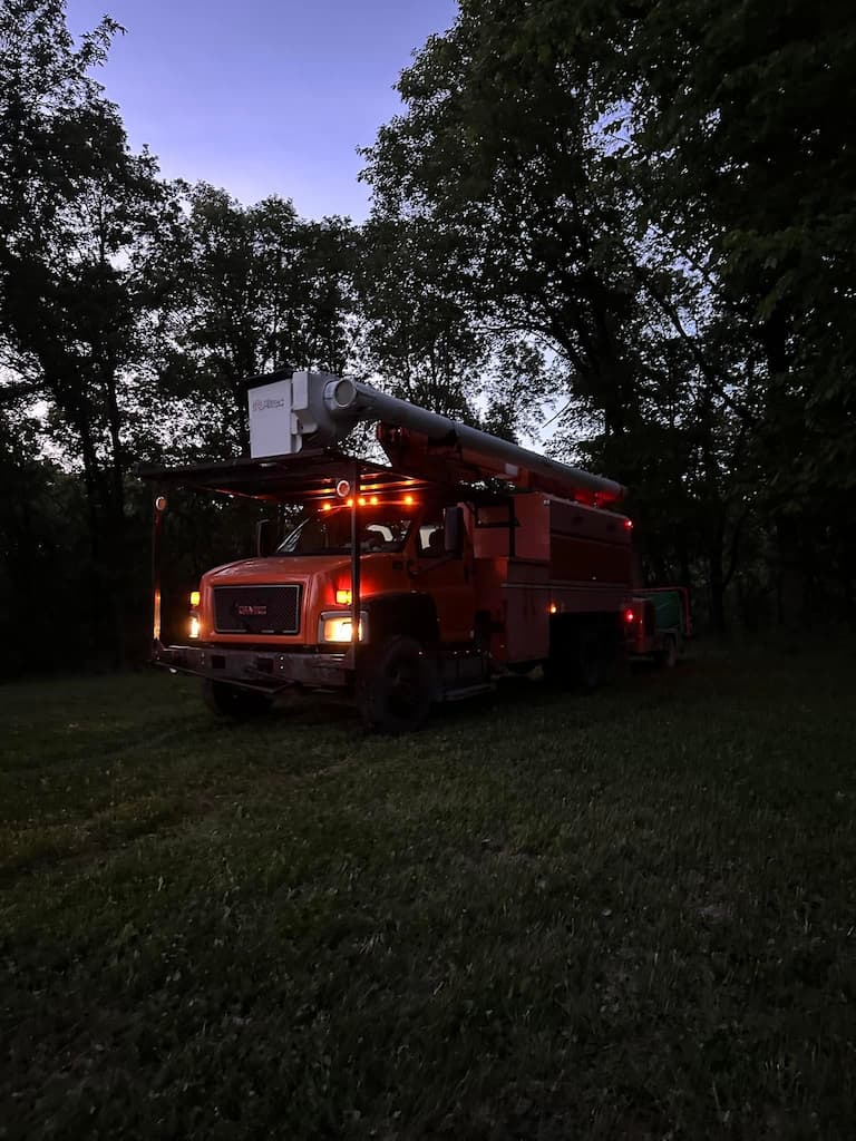 tree removal tree removal