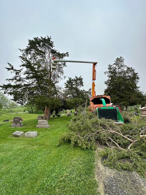 tree removal